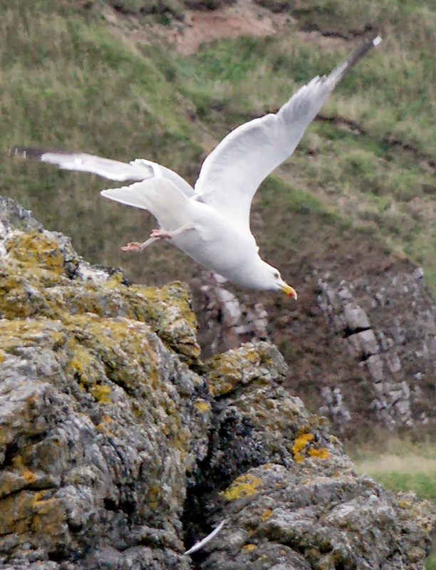 Seagull Scotland.jpg - Seagull